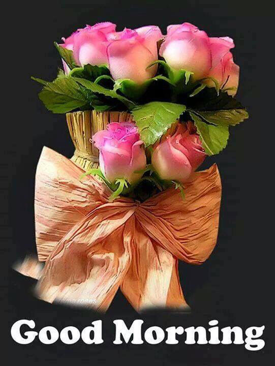 Good Morning Roses Pictures, Photos, and Images for Facebook, Tumblr