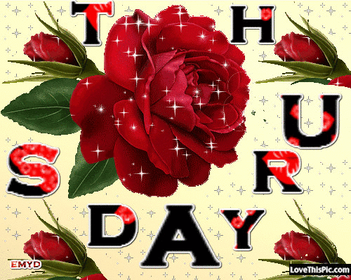 Thursday Roses Pictures, Photos, and Images for Facebook, Tumblr