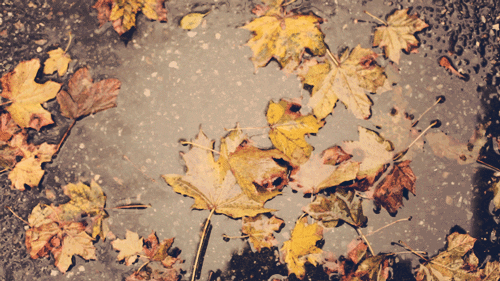 Fall Leaves Pictures, Photos, and Images for Facebook, Tumblr