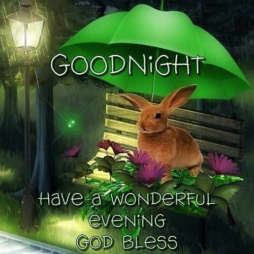 Rabbit Wonderful Good Night Image Pictures, Photos, and Images for