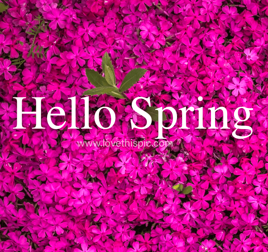 Blooms Hello Spring Quote Pictures, Photos, and Images for Facebook