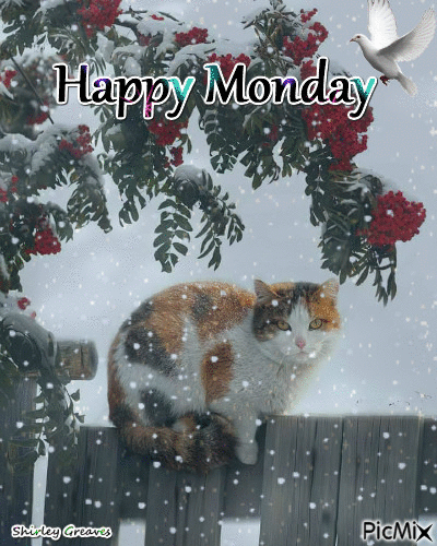 Happy Monday Cat In Snow Pictures Photos And Images For Facebook Tumblr Pinterest And Twitter