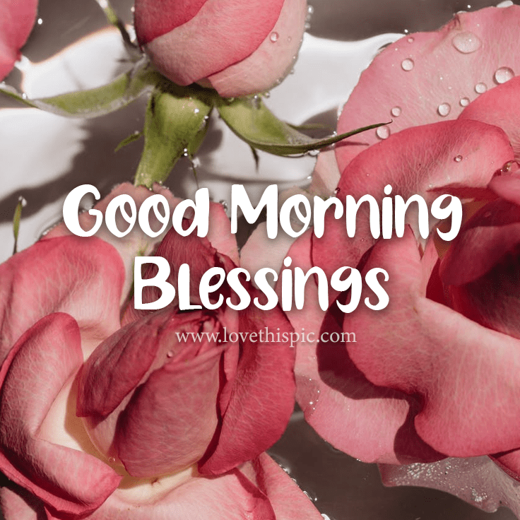 Pink Roses In Water Good Morning Blessings Pictures, Photos, and