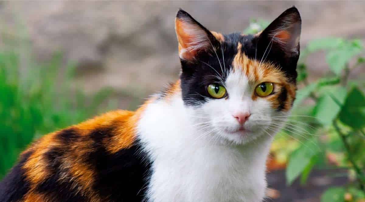 Maine Coon Calico Cat Mix Information Facts, Traits & More Love Your Cat
