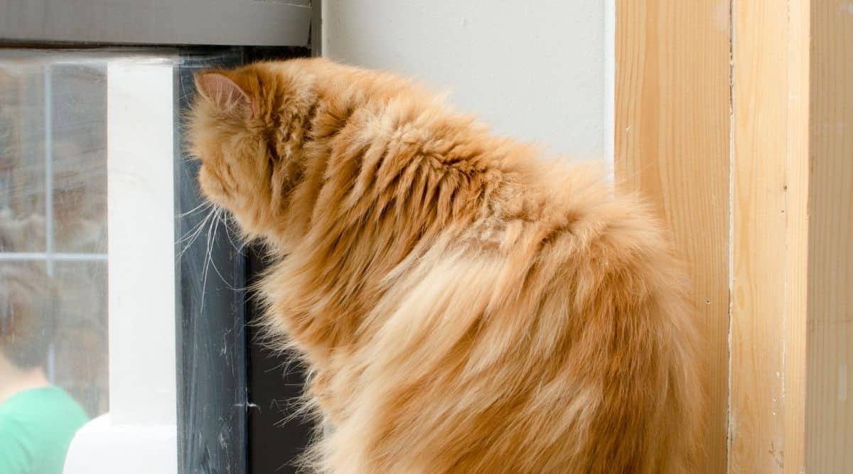 Do Cats Get Lonely? How To Tell & Solutions Love Your Cat
