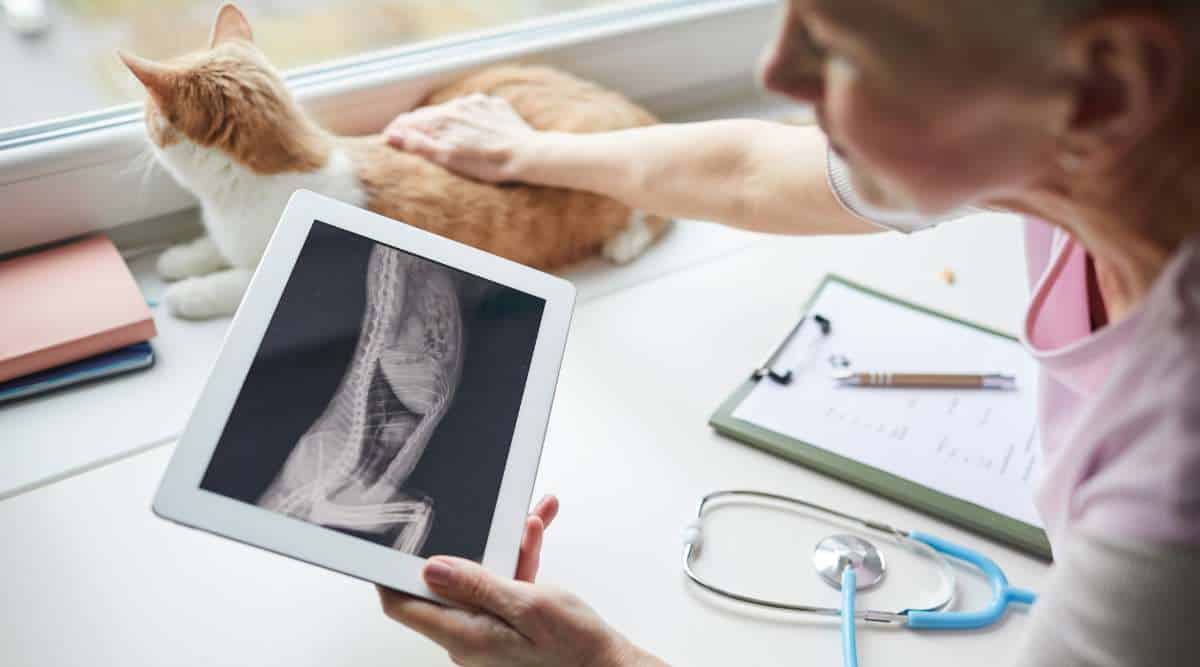 How Much Does A Cat XRay Cost? Love Your Cat