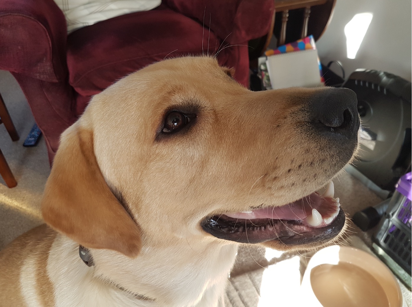 Fenton 1714 Labrador Rescue South East & Central