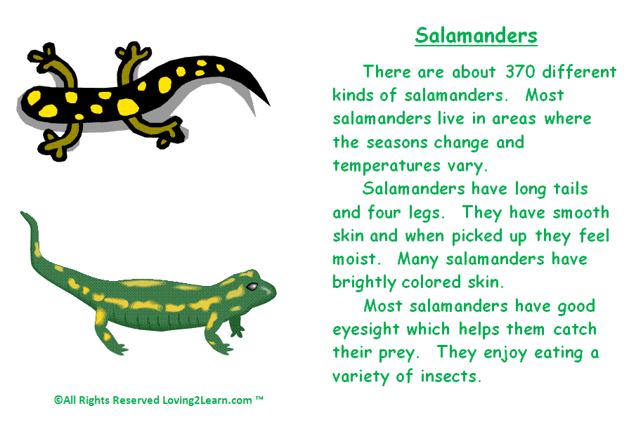 Discover and Read Nonfiction Salamanders and Learning about