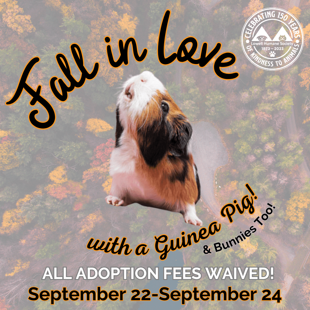 Guinea Pig Fee Waived Adoption Event Lowell Humane Society