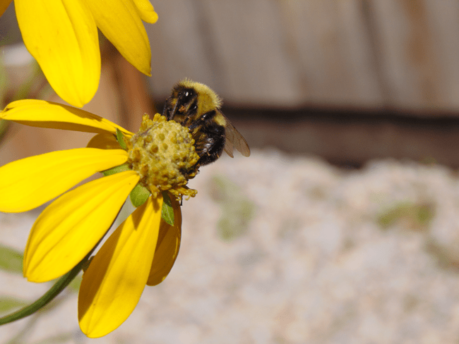 Native Plants for nature lovers, gardeners, the curious and fresh air enthusiasts