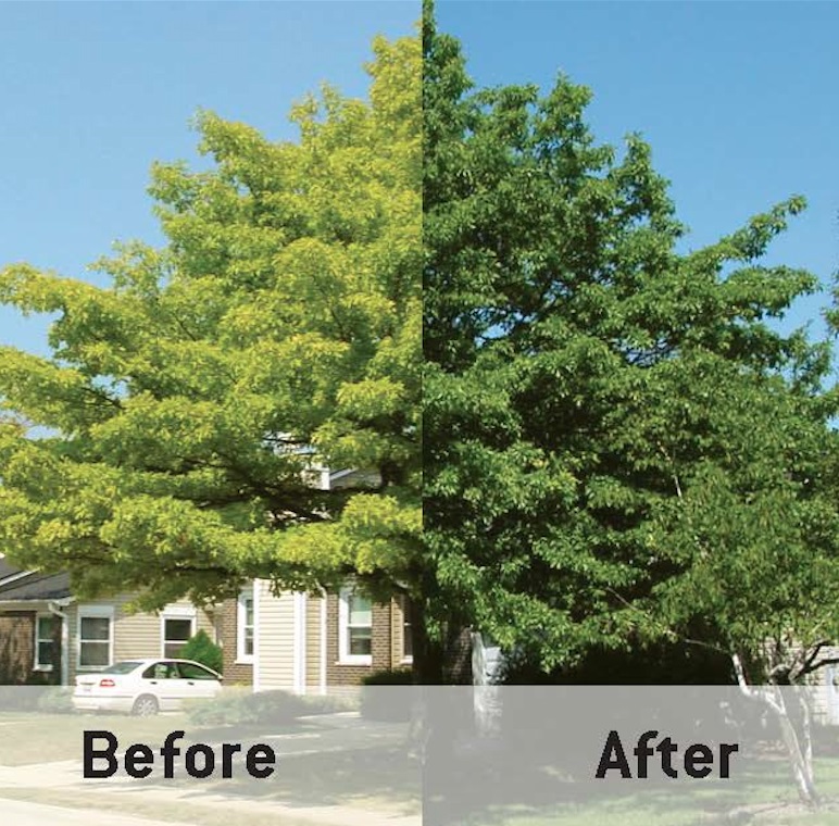 Tree Chlorosis