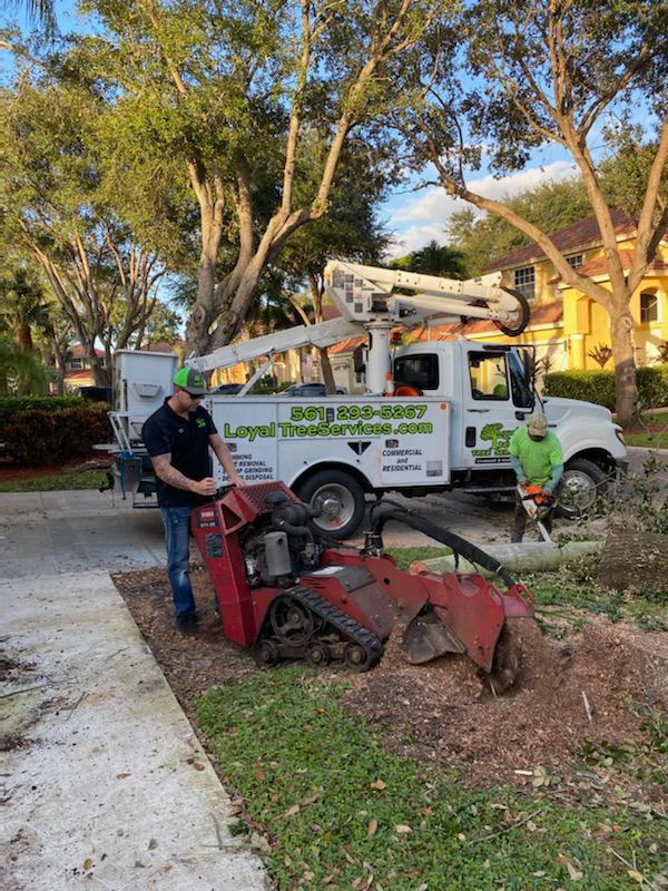 Tree Removal Service Near Me Loyal Tree Tree Service