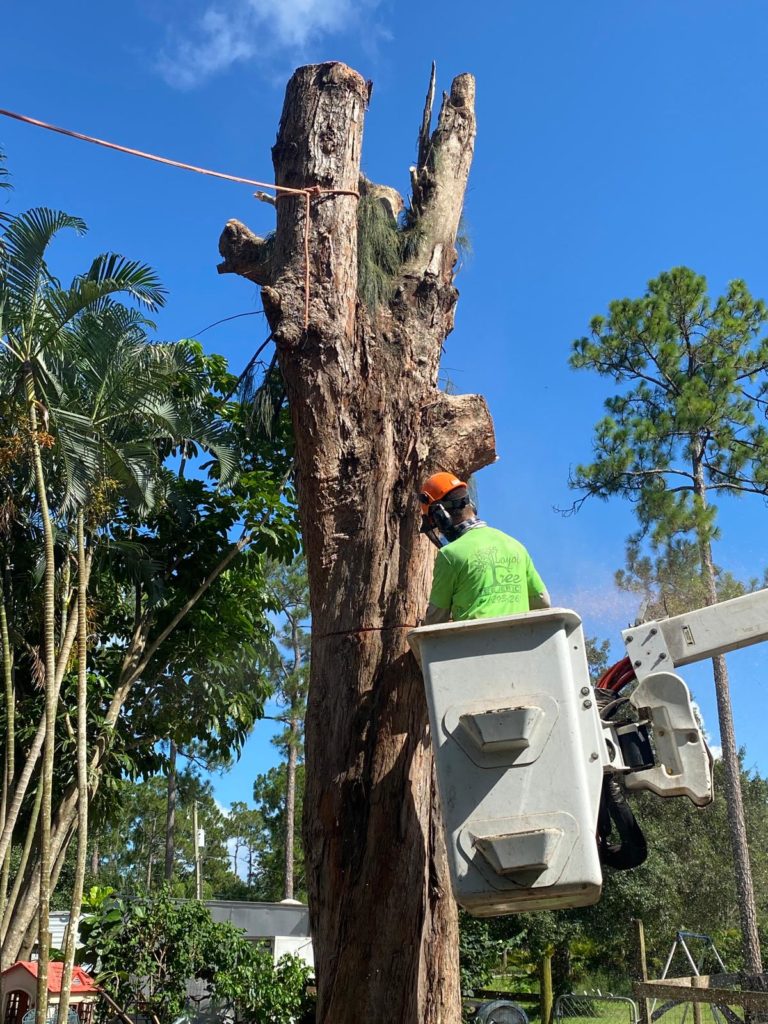Tree Removal Service Near Me Loyal Tree Tree Service