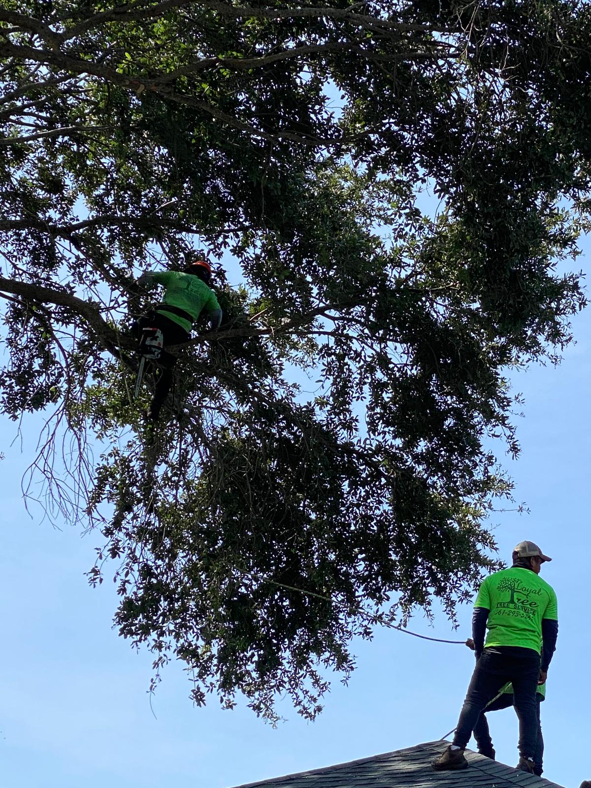 Professional Tree Pruning Services in West Palm Beach County Loyal