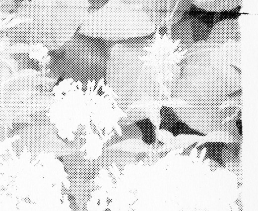 dm_image_02trim-1024x836