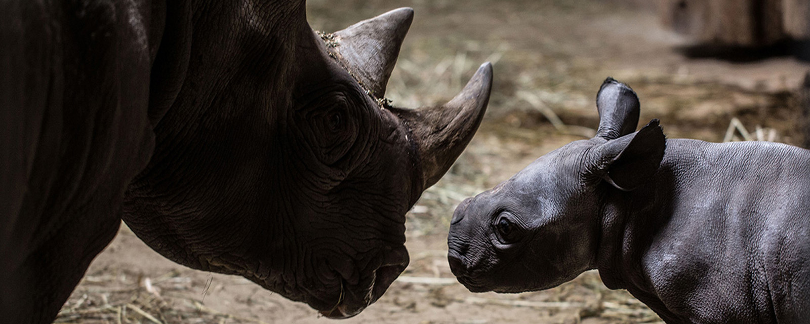 Critically Endangered Eastern Black Rhino Born at Lincoln Park Zoo Is a