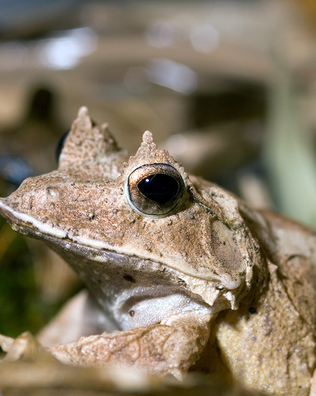 Solomon Islands Leaf Frog Lincoln Park Zoo