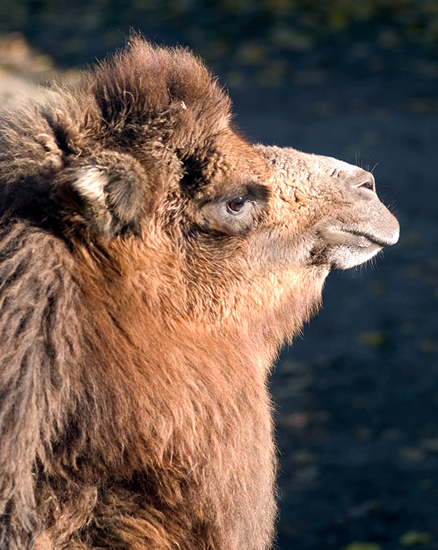 Running standalone is as simple just to create a camelcontext, add routes and start it. Bactrian Camel Lincoln Park Zoo