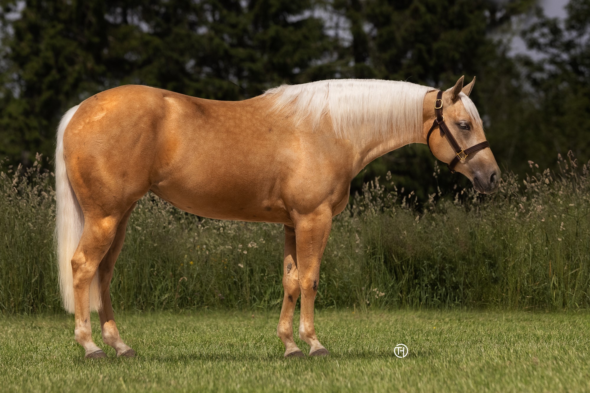 Voodoolicious Ludwig Quarter Horse