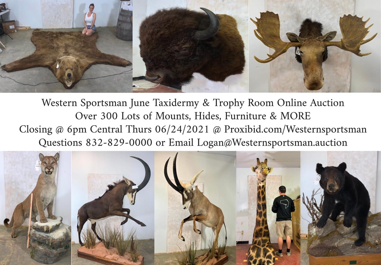 Online taxidermy auction Texas Hunting & Fishing Lone Star Outdoor News