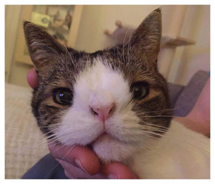 Conocé a Monty, el gato con síndrome de Down