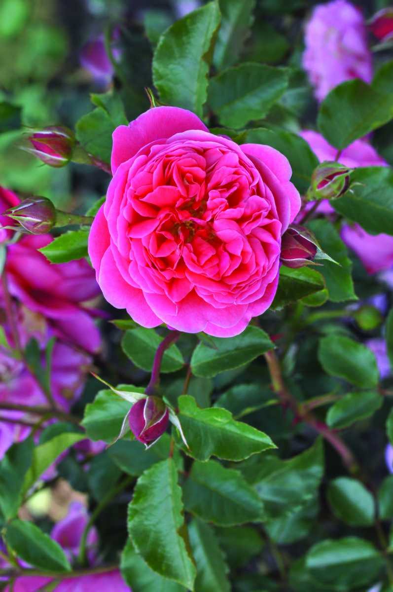 Kostenloser Versand Rose 'Raspberry®' Lubera.de