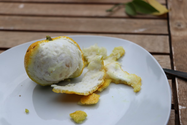 Yuzu die winterharte Zitruspflanze anbauen und geniessen