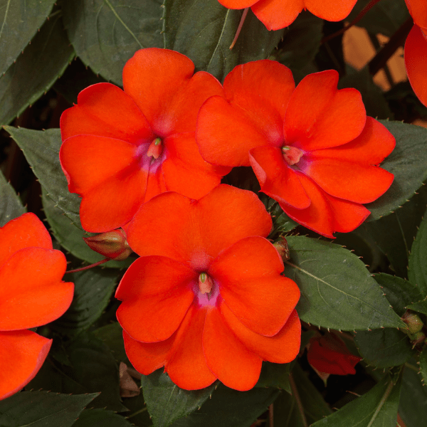 SunPatiens x Hybrida Spreading Corona Lucas Greenhouses