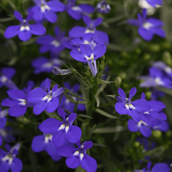 Lobelia erinus Magadi Compact Dark Blue Lucas Greenhouses