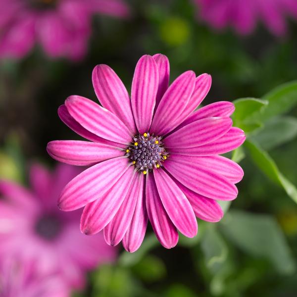 Osteospermum ecklonis Tradewinds Deep Purple Lucas Greenhouses