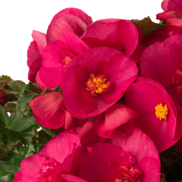 Begonia hiemalis Evi Bright Pink Lucas Greenhouses