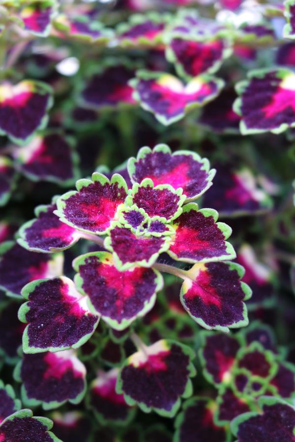 Coleus scutellarioides Great Falls Iguazu Lucas Greenhouses
