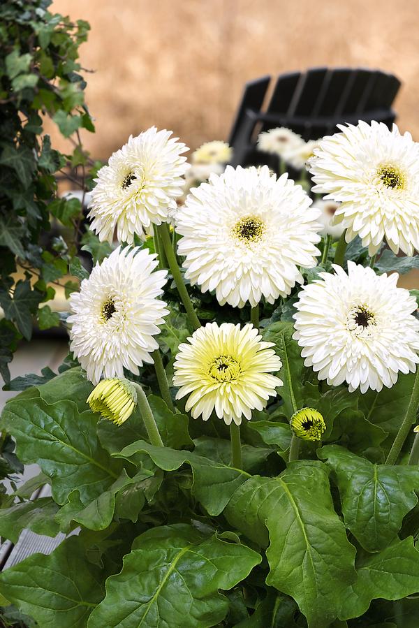 Gerbera jamesonii Patio Glacier Lucas Greenhouses
