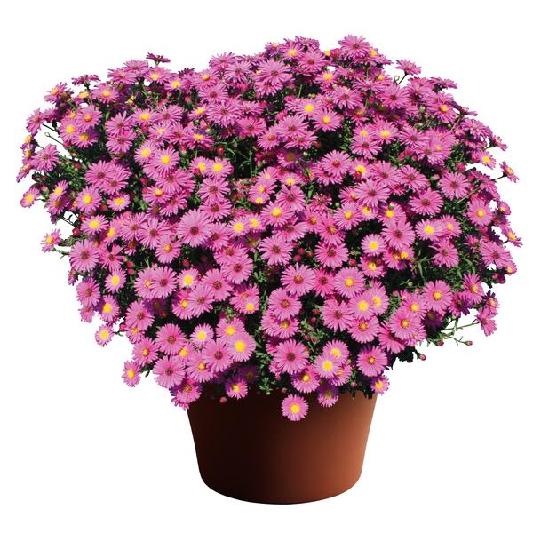 Aster NoviBelgii Hazy Dark Pink Lucas Greenhouses