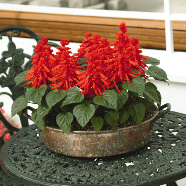 Salvia splendens Red Hot Sally 2 Lucas Greenhouses