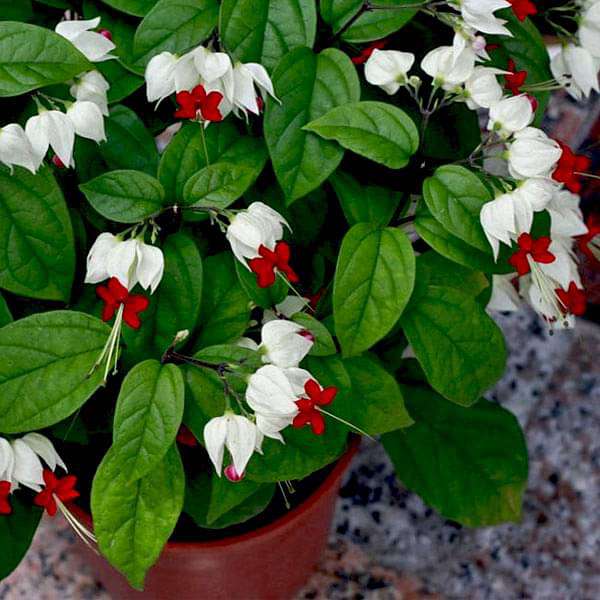 Bleeding Heart Vine, Clerodendrum thomsoniae Plant With Pot Online