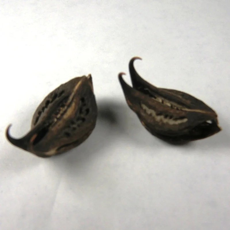 Sacred Bat Head Root