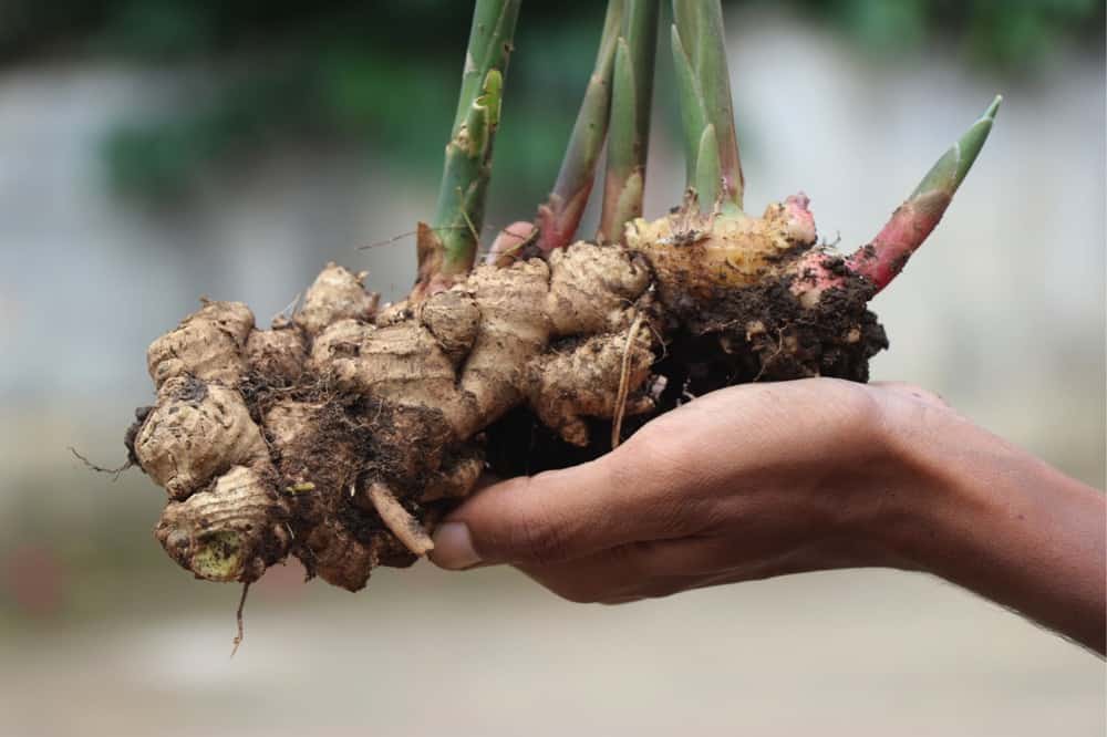Does Ginger Go Bad? How Long Does It Last?