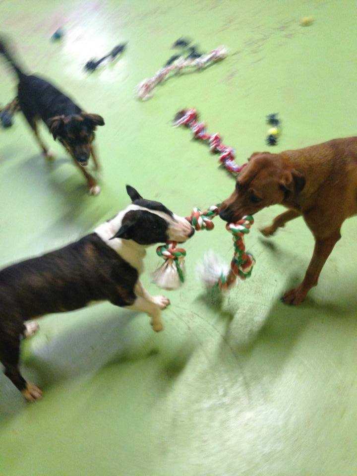 AceandPenny Lucky Dogs Daycare