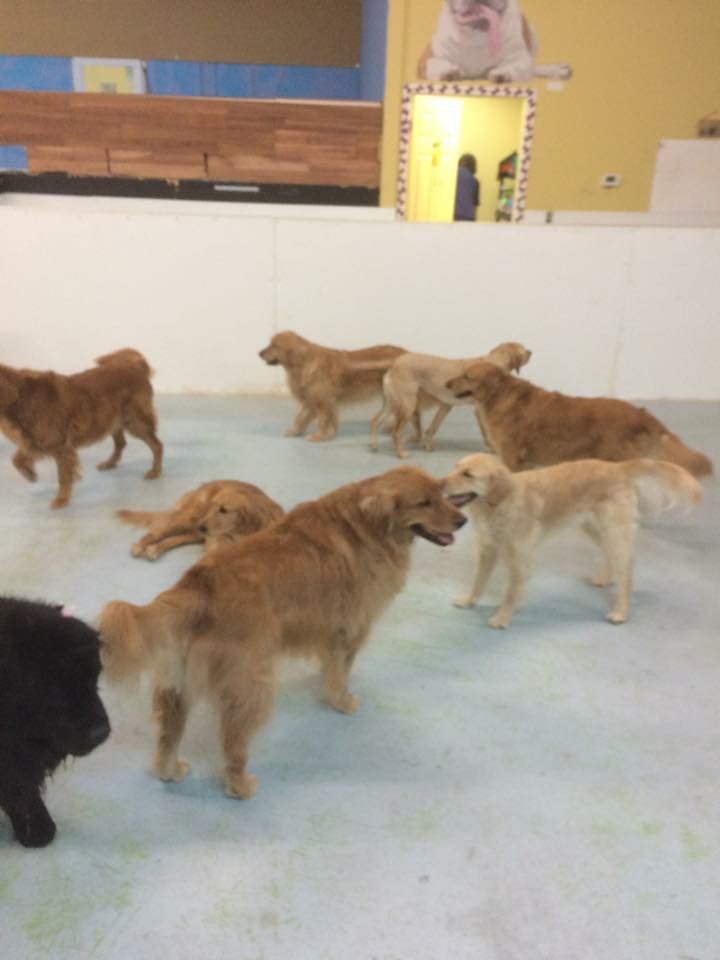 Daycare Lucky Dogs Daycare