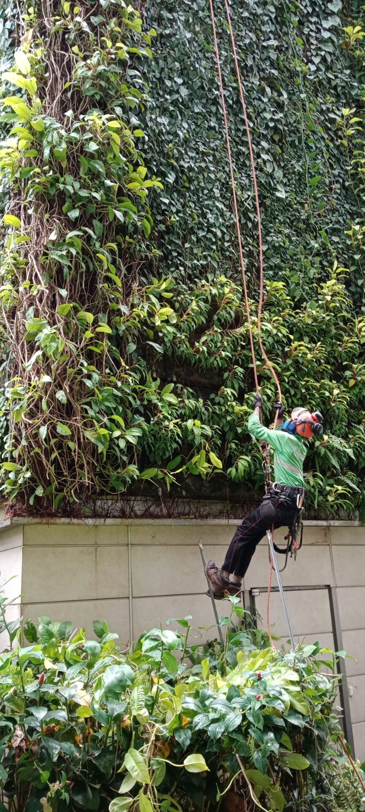 Tree Care And Maintenance
