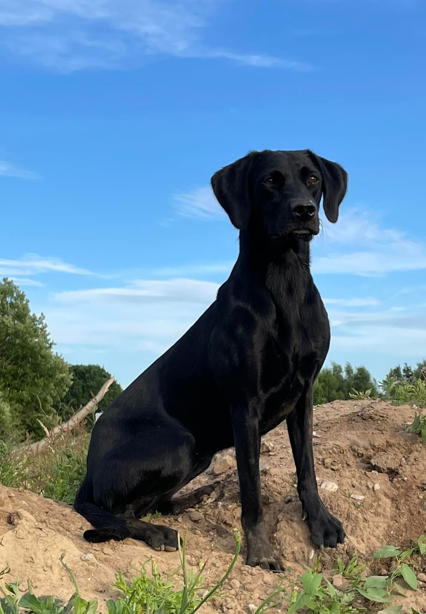 Lucky Labrador`s Cool Power Play