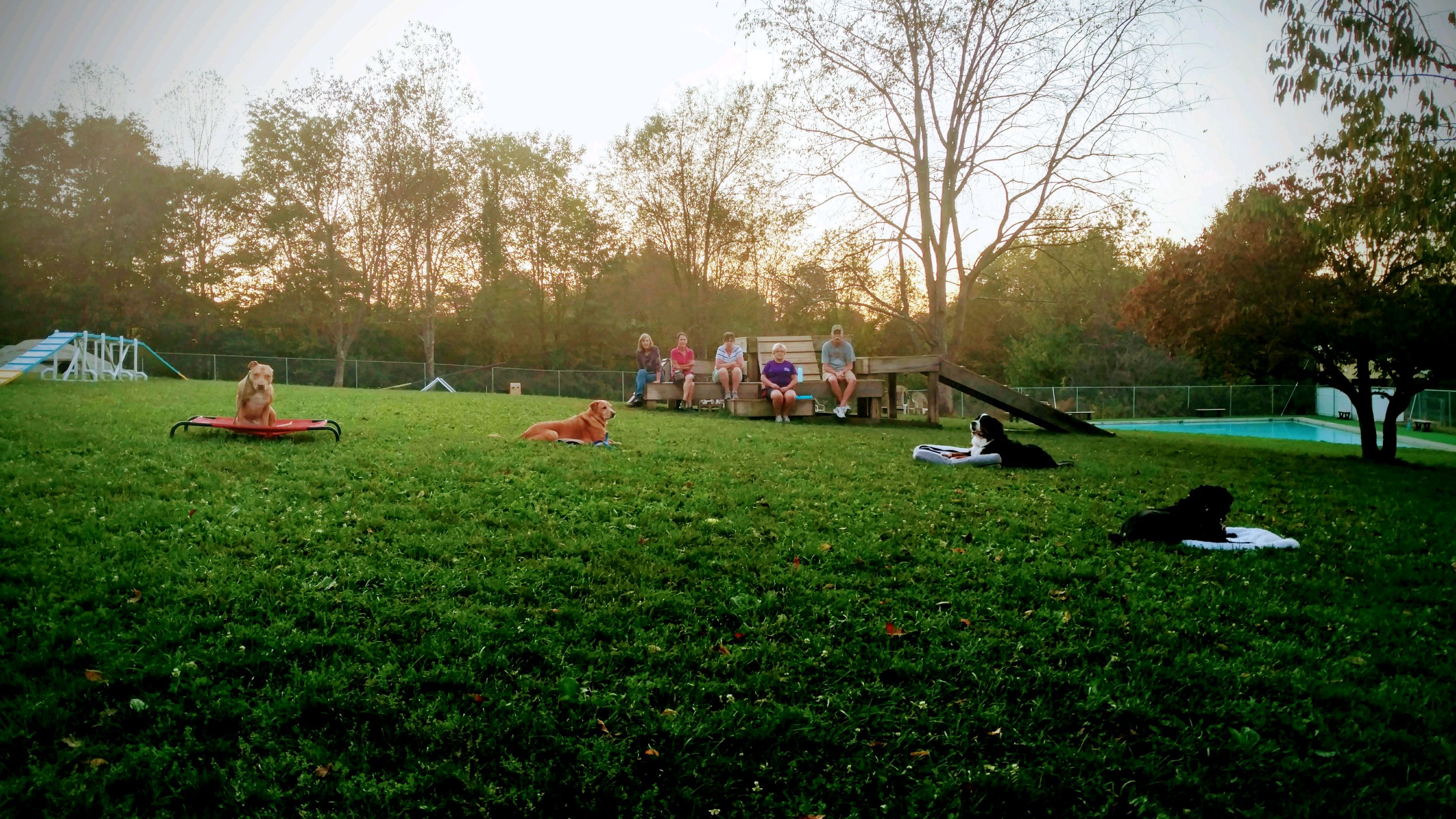 Training Request Lucky Paws Pet Resort