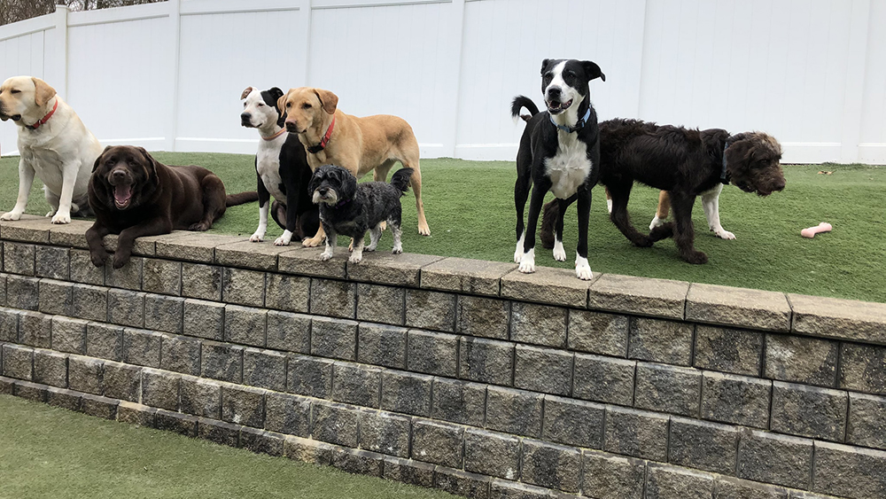 Dog Park & Pool Amenities