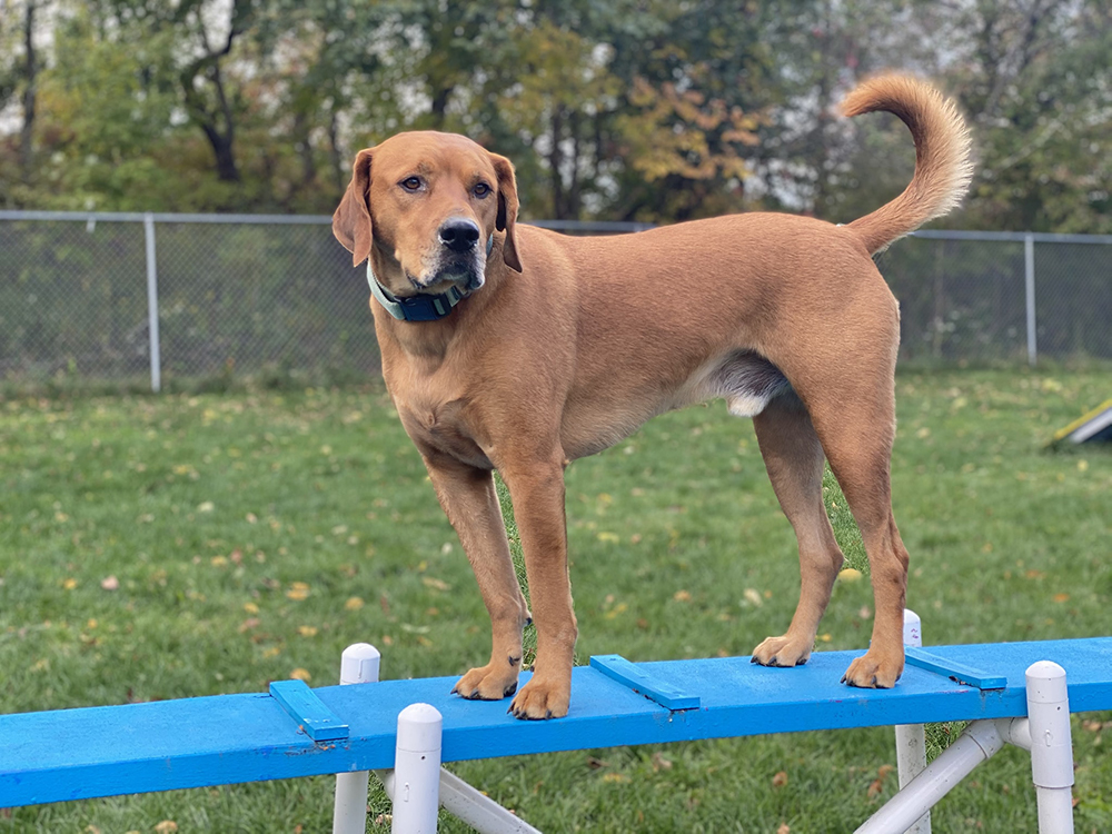 Dog Park & Pool Amenities