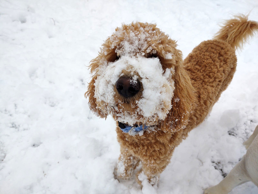 Dog Park & Pool Amenities