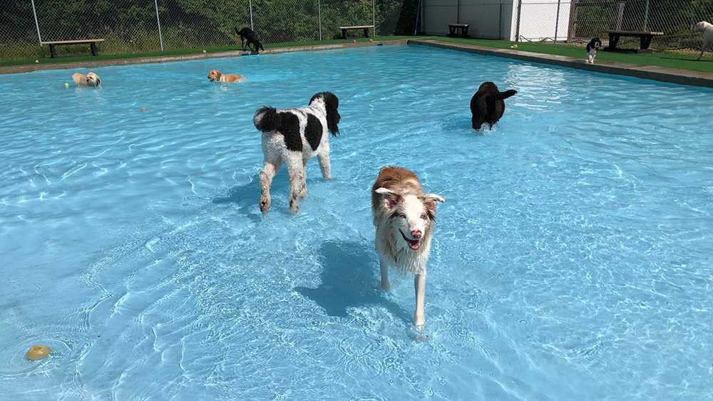 Dog Park & Pool Amenities