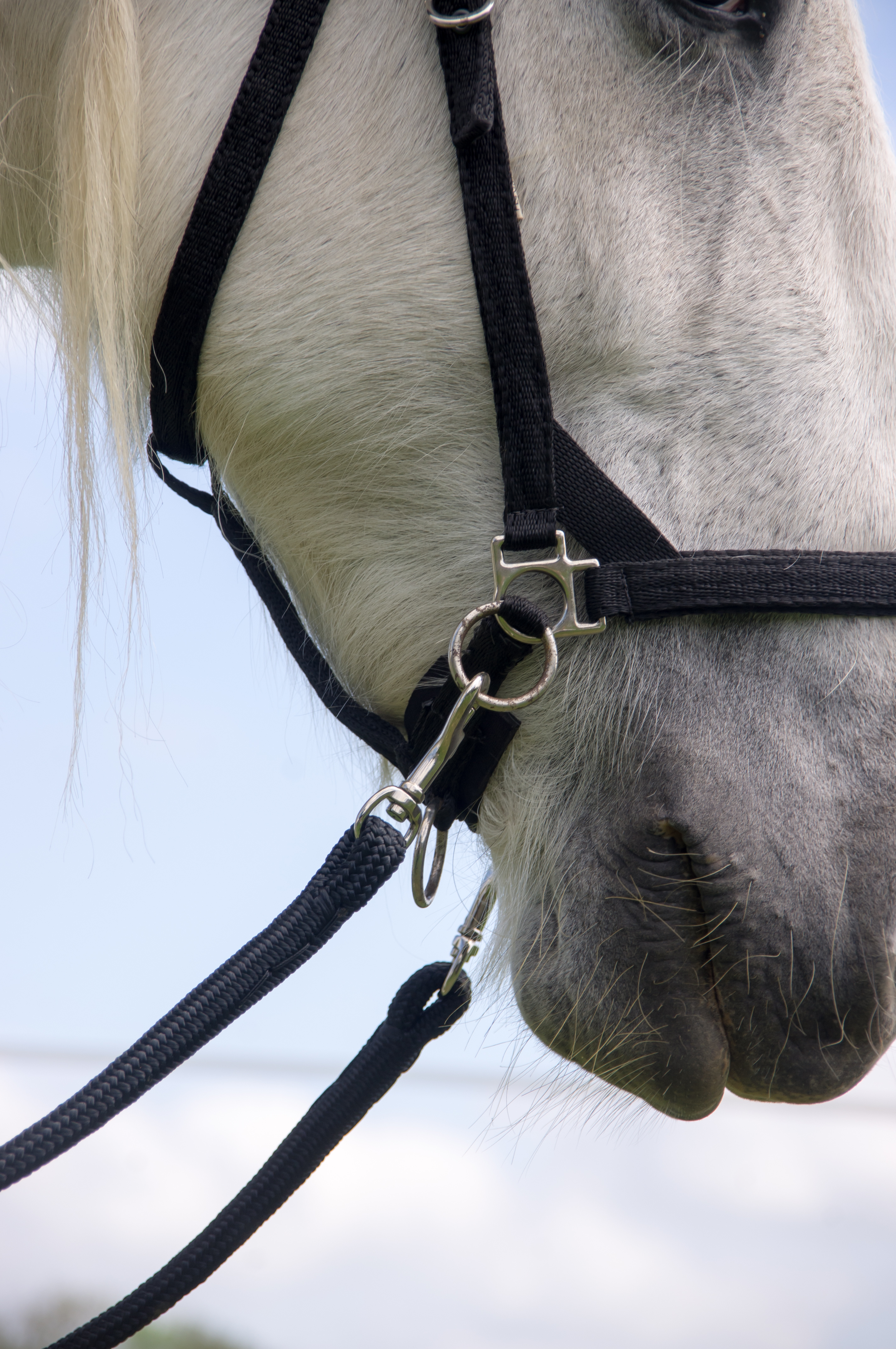 What is a Bitless Bridle? Lucky Pony Blog