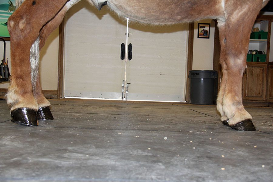 MULE CROSSING Hoof Differences in Horses, Donkeys and Mules Mule