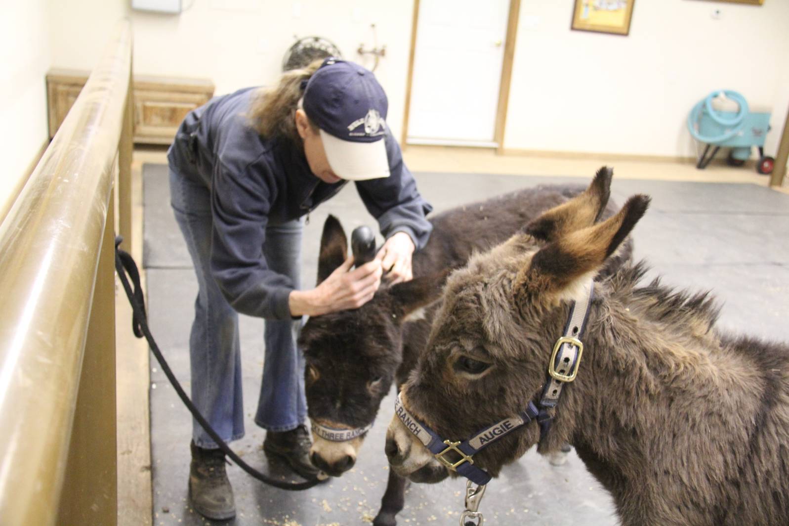 Another Augie and Spuds Adventure Farrier & Grooming 42413 Mule